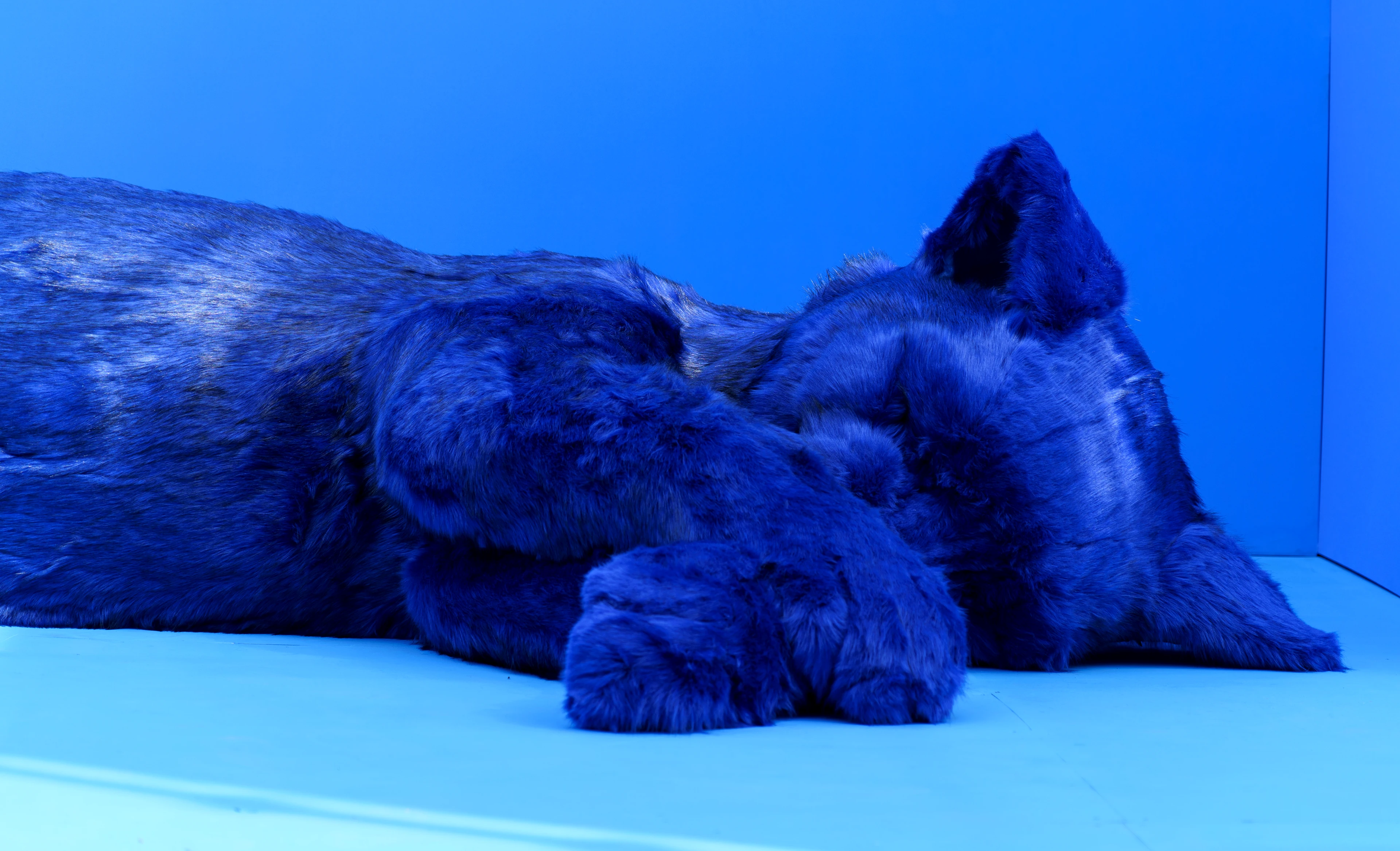 The giant blue fur cat