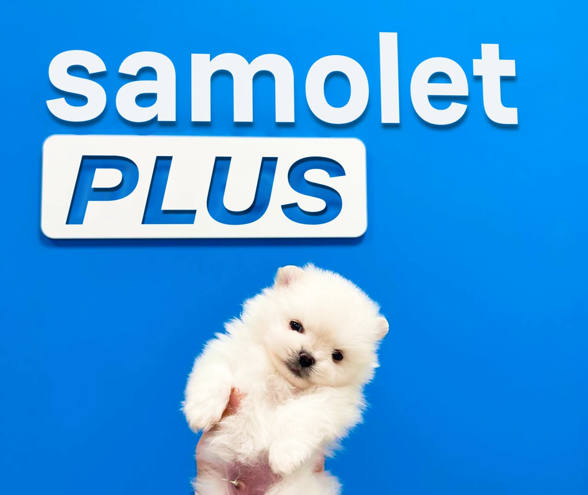 Samolet Plus logo on a blue wall with a white puppy